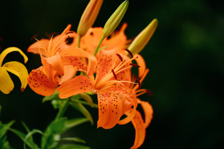 Beautiful orange lily flowers in the garden on a dark backgroundの写真素材