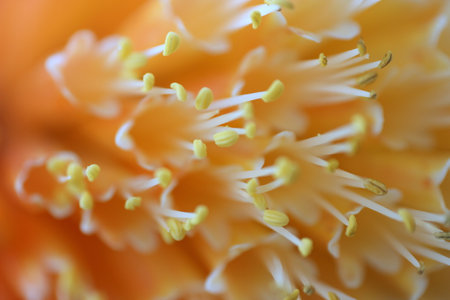 Macro of an orange flower with pistils and stamensの写真素材