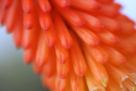 Close up of orange aloe vera blossom. Selective focus.の写真素材