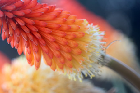 Close up of red and orange aloe vera flower in bloomの写真素材