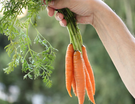 Bunch of fresh carrots in woman's hand on nature background.