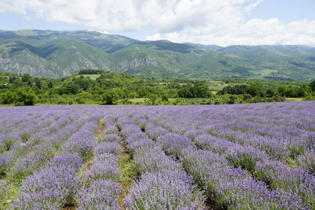 Lavender field in Provence, south of France.の写真素材