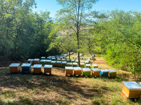 Beehives in the apiary. Beekeeping in the countryside.