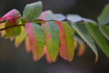 Autumn leaves on a tree in the forest. Selective focus.の写真素材