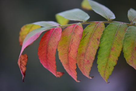 Autumn leaves of a rowan tree on a blurred background.