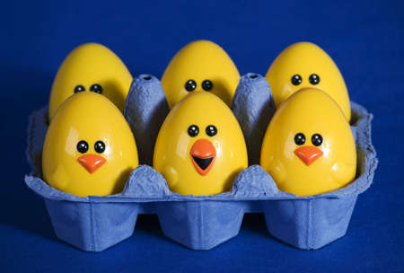 a horizontal image of six plastic easter chicks sitting in an egg carton isolated against a blue background の写真素材