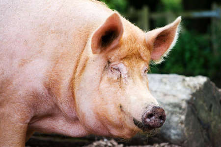  horizontal image of a Tamworth pigの写真素材