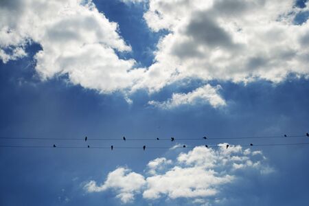 Birds on the wireの写真素材