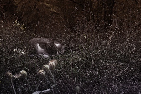 Cat sleeps in grassの写真素材