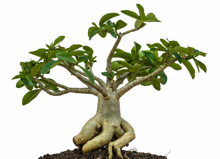 Desert rose or Ping Bignonia tree isolated on whiteの写真素材