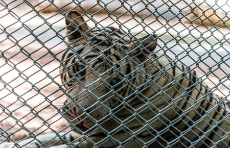 white bengal tiger in metal cage with blue eyesの写真素材