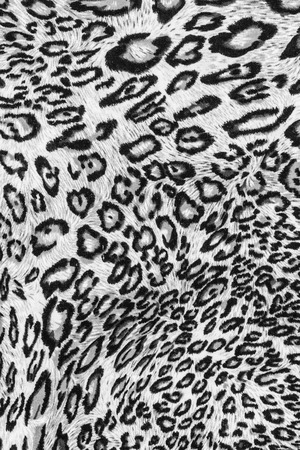 texture of print fabric stripes leopard for backgroundの写真素材