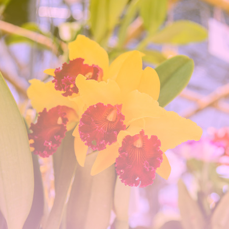 natural sweet color orchid in soft color and blur style for background Cattleya Orchidの写真素材