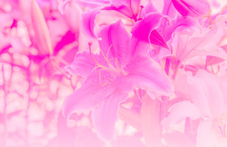 sweet color lilly in soft color and blur style for backgroundの写真素材
