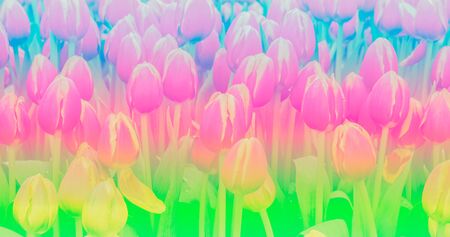 sweet color tulip in soft color and blur style for backgroundの写真素材