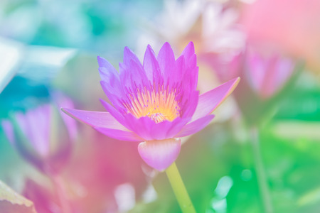sweet color waterlily in soft color and blur style for backgroundの写真素材