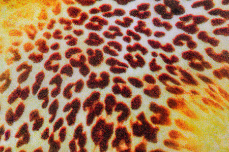 texture of close up print fabric striped leopard for backgroundの写真素材