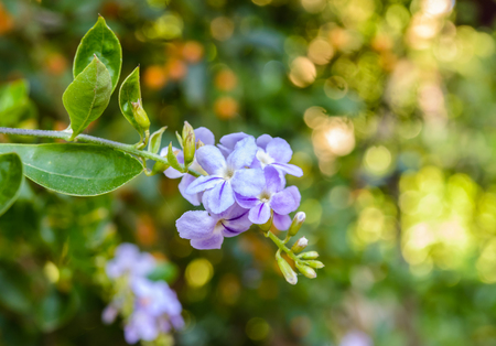Duranta erecta, Golden dewdrop, Crepping sky flower, Pigeon berry purple flowers bloom beautifully...