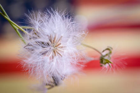 white fluffy dandelion  on American Flag backgroundの写真素材