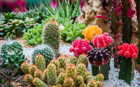 Cactus desert plant in a botanical garden with shallow depth of field
