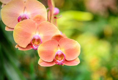 Phalaenopsis orchid hybrids. Beautiful yellow orchid blooming in garden with shallow depth of fieldの写真素材