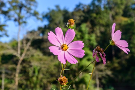 Beautiful Pink Cosmos flower blooming in the garden with shallow depth of field.の写真素材