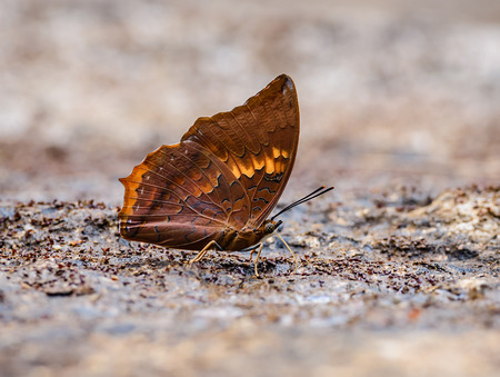 Beautiful The Tawny Rajah butterfly eat mineral in nature with shallow depth of field (Charaxes bernardus)の写真素材