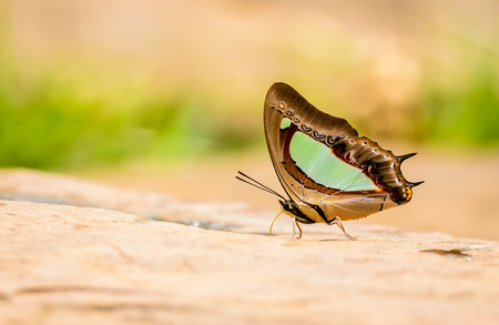 Beautiful Pallid Nawab butterfly eat mineral in nature with shallow depth of field (Polyura arja)の写真素材