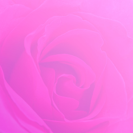 Soft rose flower background made with color filters for backgroundの写真素材