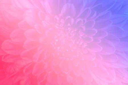 Beautiful soft flower background made with color filters for background.