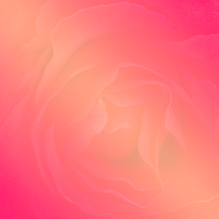 Beautiful soft rose flower background made with color filters for background.
