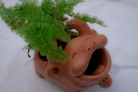 Buffalo clayの写真素材