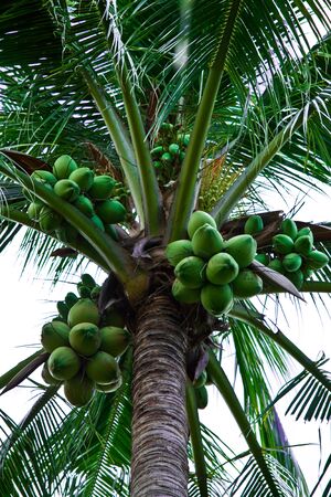 Coconut tree