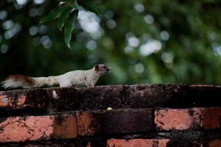 Tiny life - antiques place - Ayutthaya ,Thailandsの写真素材