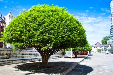 Oldest Orange Jessamine is science name の写真素材