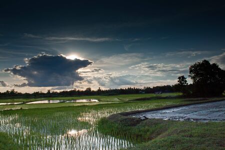 Rice fieldの写真素材