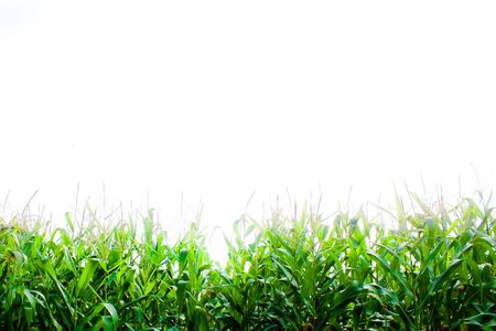 Corn backgroundの写真素材