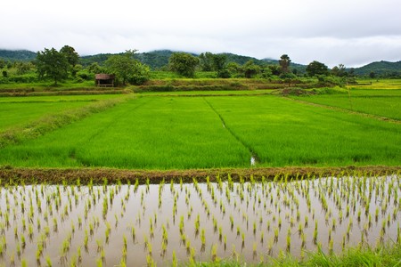 Rice fieldの写真素材