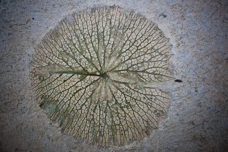 Water lily leaf stamp on concreteの写真素材