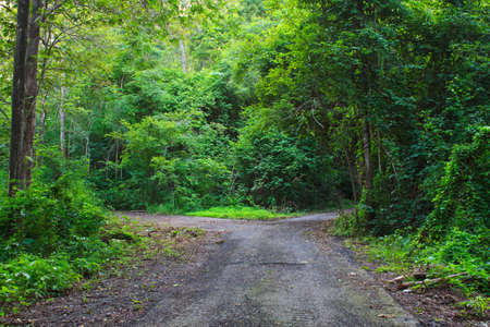 see forest and go to natureの写真素材