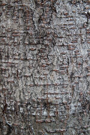 Bark