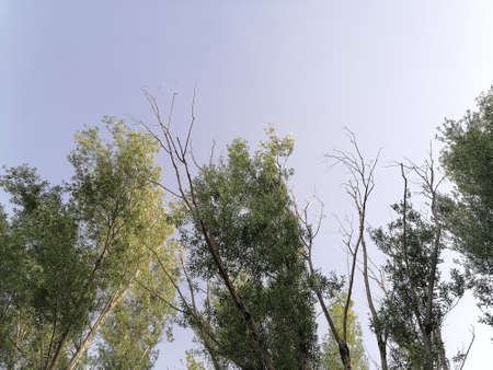 blue sky and tall trees