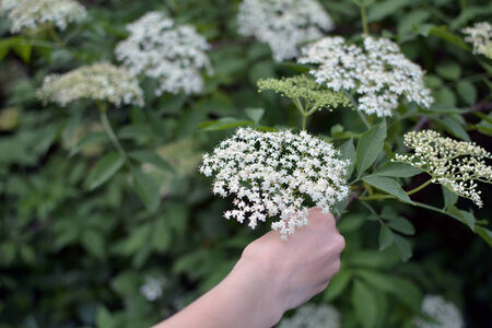 Lovley white sambucus being picked with a girl handの写真素材