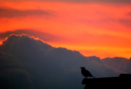 Bird singing on a roof, behind is a nice background.の写真素材
