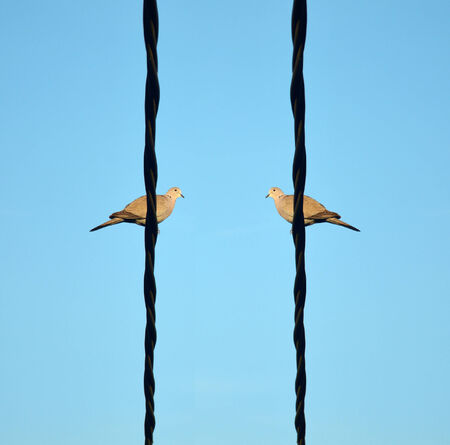Two birds comunicating on a wire.の写真素材