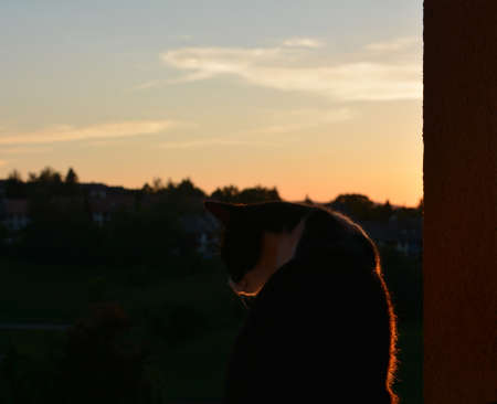 Picture of a cat, taking a look of surroundings outside on a window, lighten with a sunset.の写真素材