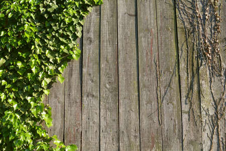 Background with ivy climbing on wood.の写真素材