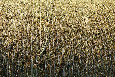 Hay bale not wrapped yet in plastic foil.の写真素材