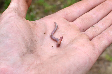 Earth worm on a hand, posing.の写真素材