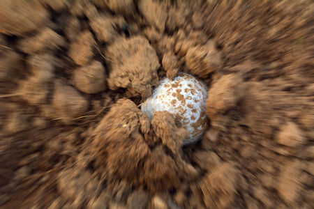 Golf ball covered with mud. Ooooups.の写真素材